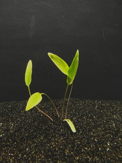 Picture of PLANT- LYTEA SM