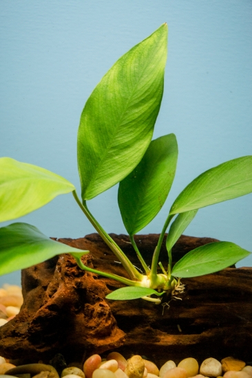 Picture of PLANT-DRIFTWOOD, ANUBIAS LG