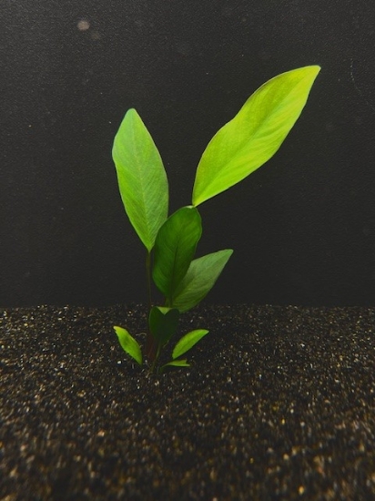 Picture of PLANT-ANUBIAS CONGENSIS MD     
