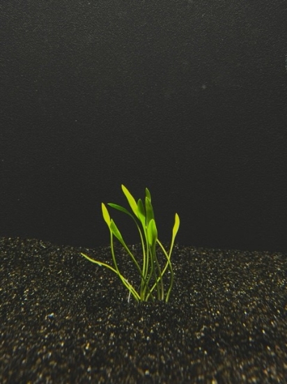 Picture of PLANT-CRYPTOCORYNE PARVA MED          