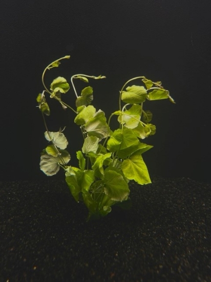 Picture of PLANT-JAPANESE CRESS, CHINESE IVY SPECIES: CARDAMINE LYRATA         