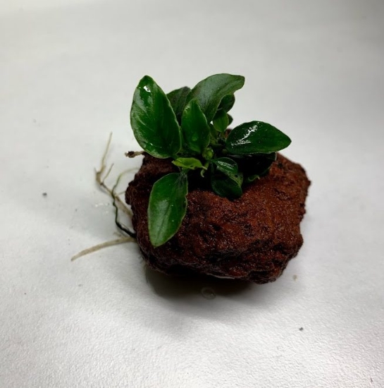 Picture of PLANT-ANUBIAS BARTERI VAR NANO ON ROCK          