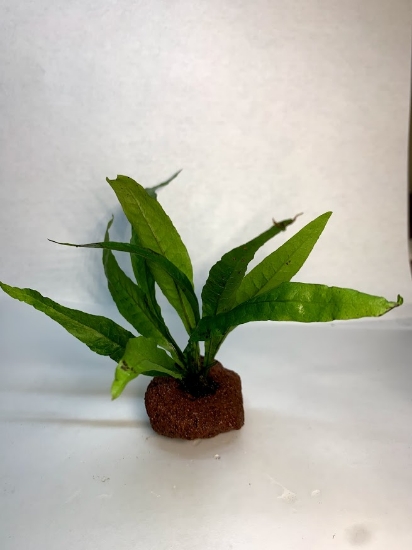 Picture of PLANT-JAVA FERN ON VOLCANIC ROCK           