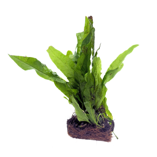 Picture of PLANT-JAVA FERN MAT 2.5x3      