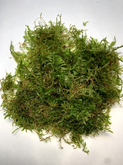 Picture of PLANT-JAVA MOSS 1/4 LB         