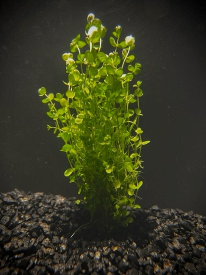 Picture of PLANT-BABY TEARS SPECIES               