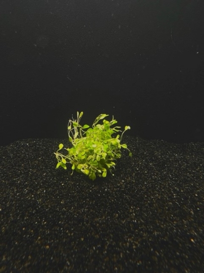 Picture of PLANT-GLOSSOSTIGMA (PORTION IN A 4OZ CUP)    