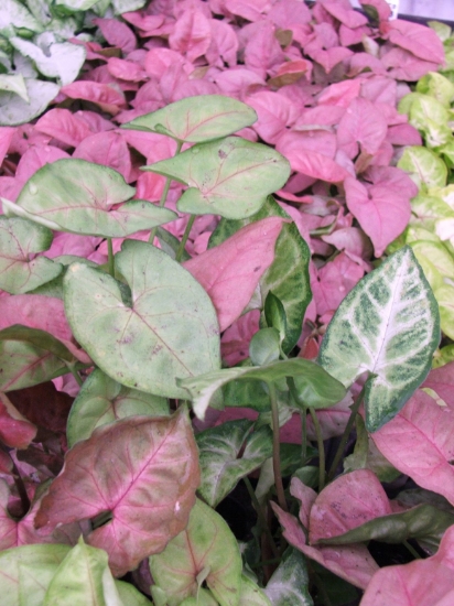 Picture of PLANT-ARROWHEAD ASSORTED           