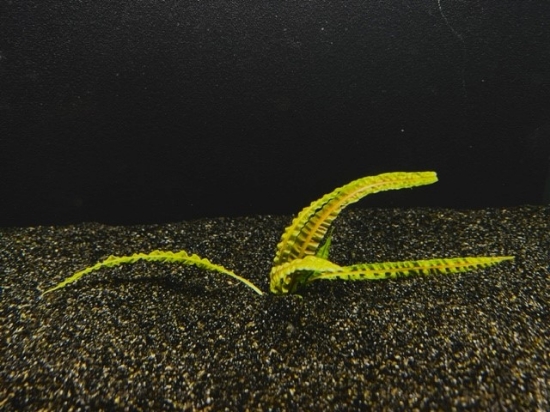 Picture of PLANT-CRYPTOCORNE BALANSAE LG        