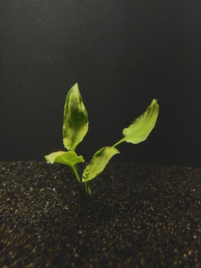 Picture of PLANT-PONTEDERIFOLIA LG