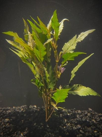 Picture of PLANT-BLUE HYGRO               