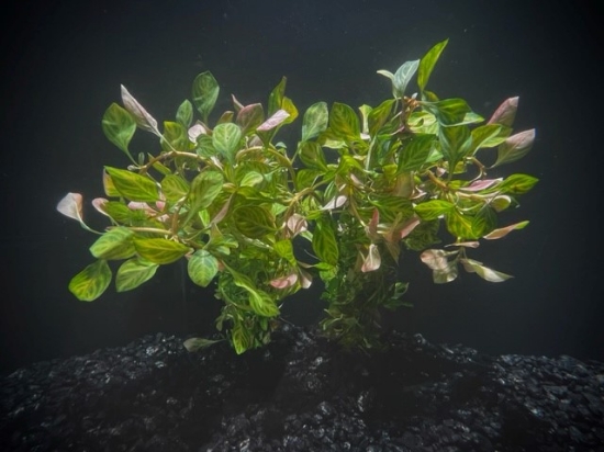 Picture of PLANT-OVAL LUDWIGIA OVALIS   W/LEAD   