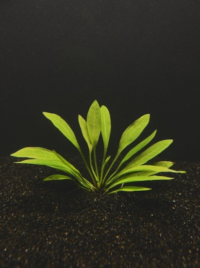 Picture of PLANT-PYGMY CHAIN SWORD SPECIES: ECHINODORUS TENNELUS        