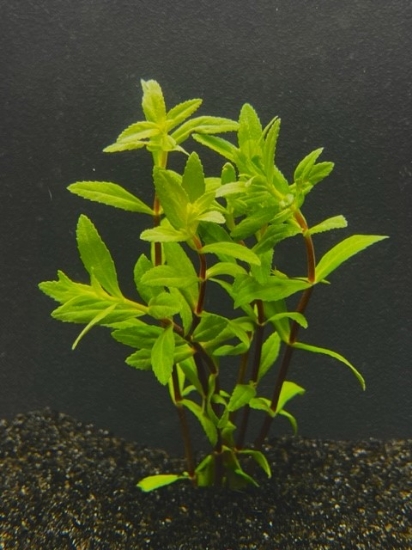 Picture of PLANT-LIMNOPHILLA AROMATICA    
