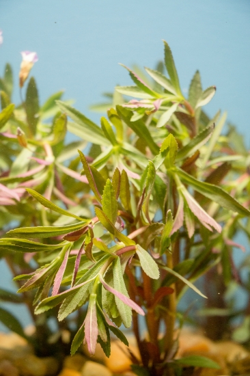 Picture of LIMNOPHILLA HIPPURIDOIDES