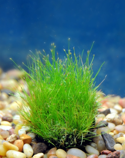 Picture of PLANT-DWARF HAIRGRASS- SPECIES: ELEOCHARIS ACICULARIS            