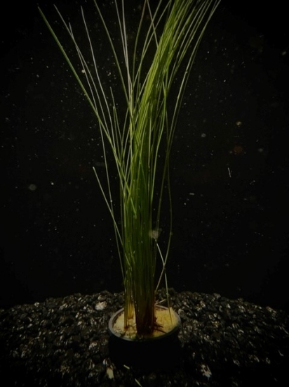 Picture of PLANT-GIANT HAIRGRASS  SPECIES: ELEOCHARIS MONTEVIDENSIS        