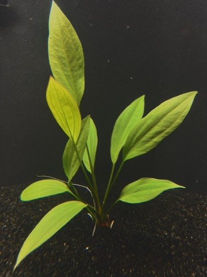 Picture of PLANT-GRANDIFOLIUS MED         