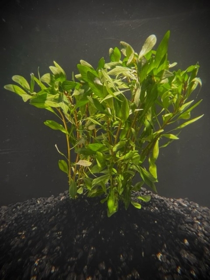 Picture of PLANT-LUDWIGIA CUBA  W/LEAD 