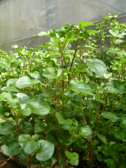 Picture of PLANT-FLORIDA RUFFLE-CHERRY STEM HEDGE SPECIES: ALTERNANTHERA BETTZICKIANA           