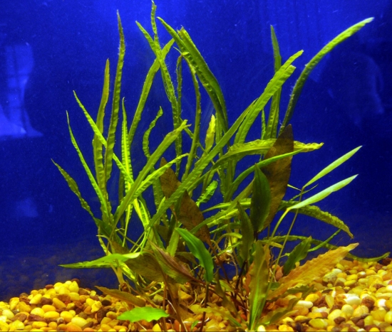 Picture of PLANT-ASSORTED CRYPTOCORYNE LG     