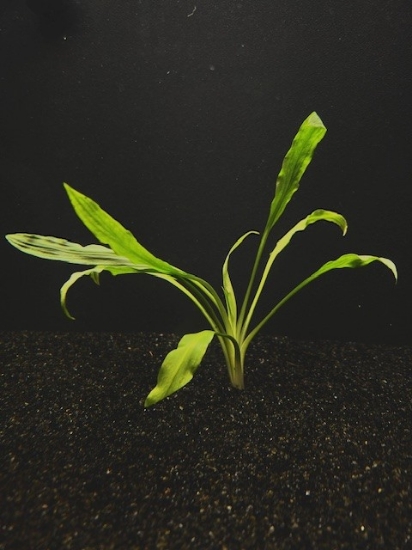Picture of PLANT-COSTATA XLG