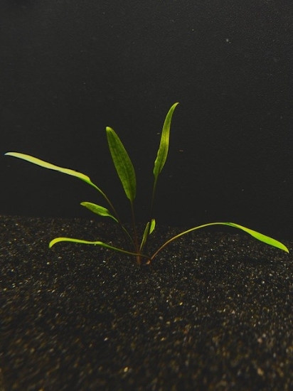 Picture of PLANT- LUCENS CLUMP