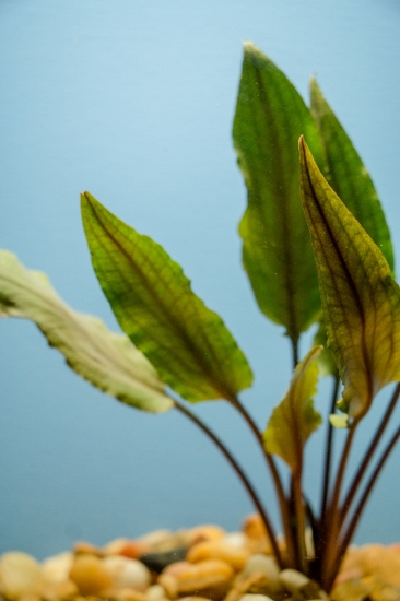 Picture of PLANT-UNDULATA LG