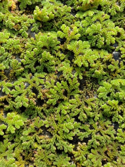 Picture of PLANT-AZOLLA PORTION