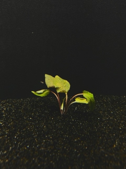 Picture of PLANT-WENDTII (BROWN) SM