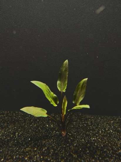 Picture of PLANT- WENDTII, RED SM