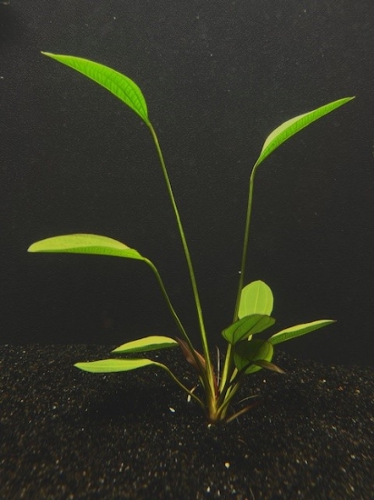 Picture of PLANT-ALTLANDSBERG XL