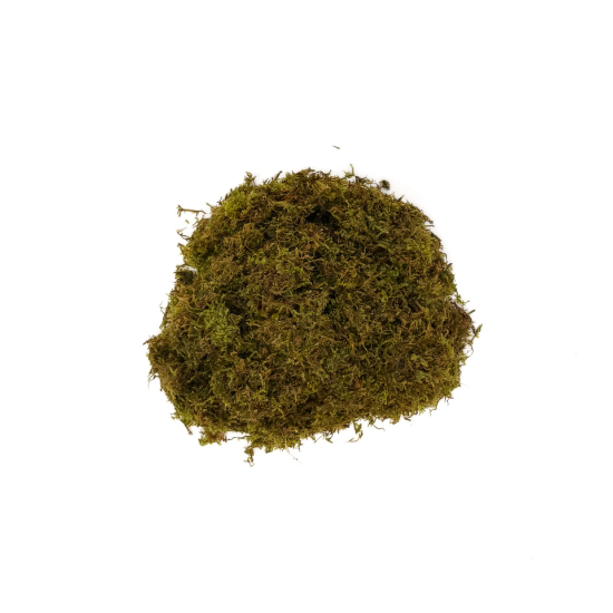 Picture of PLANT-CHRISTMAS MOSS PORTION