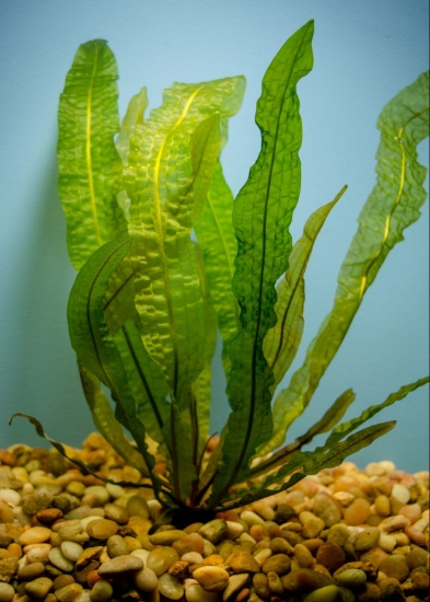 Picture of PLANT-APONOGETON BOIVINIANUS SMALL   