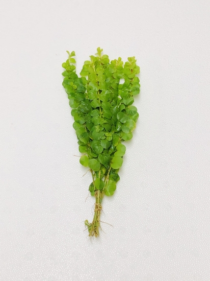Picture of PLANT-LLOYDIELLA, GOLDEN