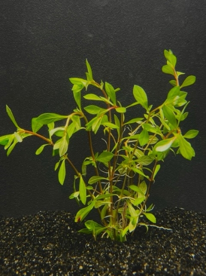 Picture of PLANT- LUDWIGIA, PALUSTRIS