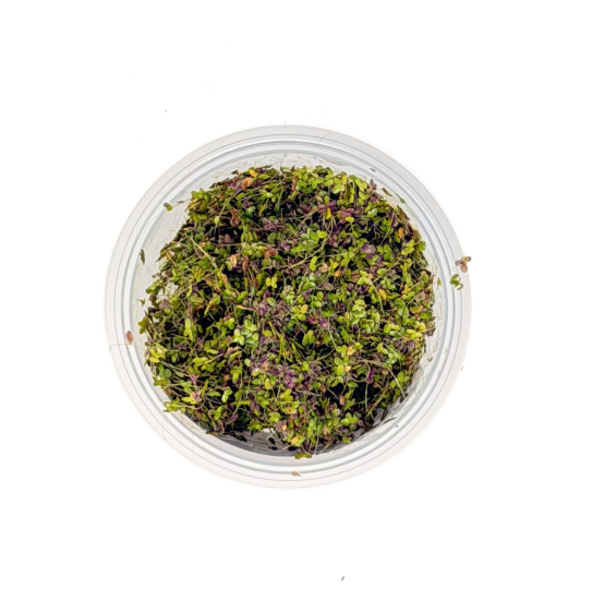 Picture of PLANT-DUCKWEED 1/2 LBS