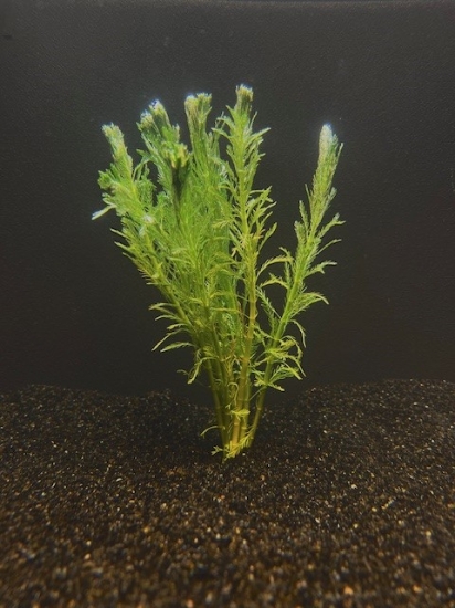 Picture of PLANT-PARROT FEATHER- W/LEAD MYRIOPHYLLUM AQUATICUM *CANNOT BE SHIPPED TO: AL, CA, CT, CO, ID, IL, IN, ME, MA, NE, NH, NM, NY, OH, OR, VT, WA, WI      