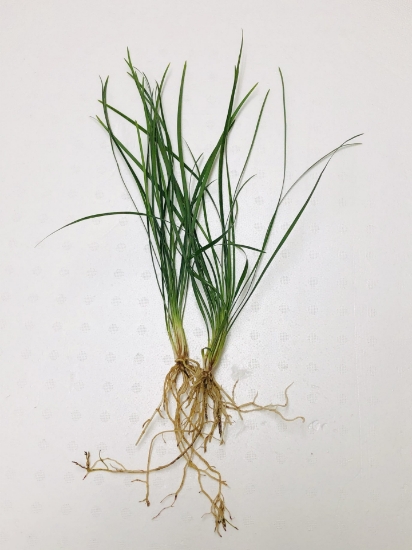 Picture of PLANT-MONDO GRASS-SPECIAL SPECIES: OPHIOPOGON JAPONICA              