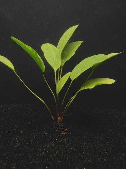 Picture of PLANT-MELON SWD MED SPECIES:ECHINODORUS OSIRIS           