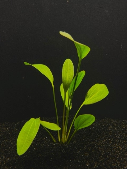 Picture of RED RUBIN SWD SM         