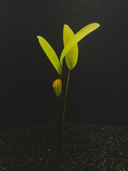Picture of PLANT- ROSE XL