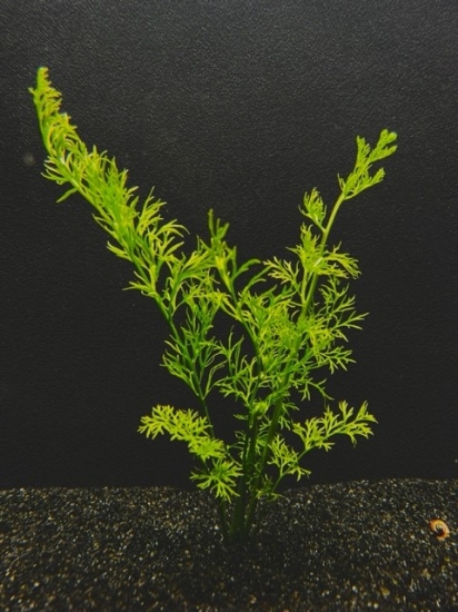Picture of PLANT-WATER SPRITE(LACEY)LG    