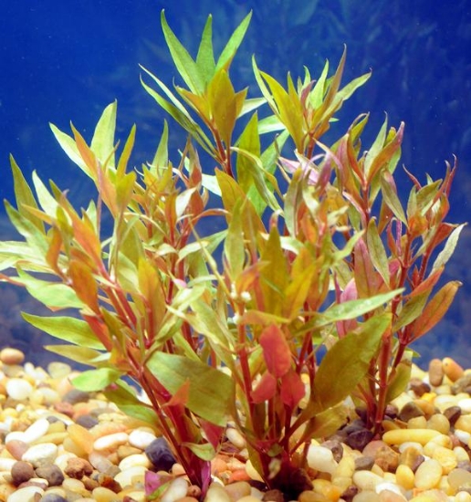 Picture of PLANT-SCARLET TEMPLE W/LEAD           