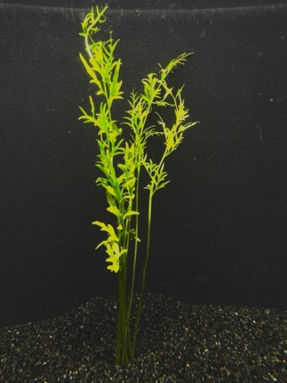 Picture of PLANT-WATER SPRITE (INDIAN FERN) XL
