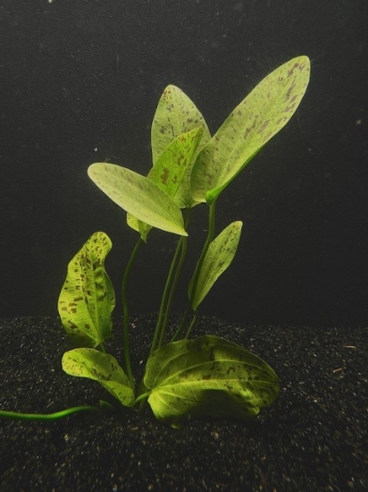 Picture of PLANT- OZELOT GREEN LG