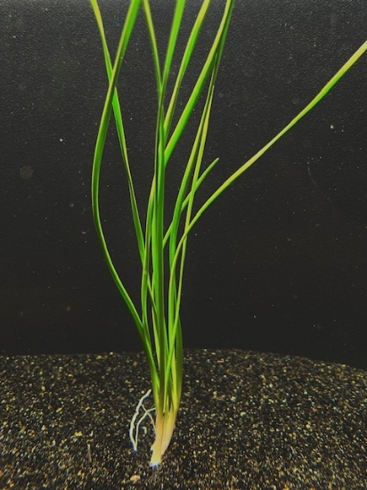 Picture of PLANT-DWARF WATER ONION-PACKAGE OF 3    