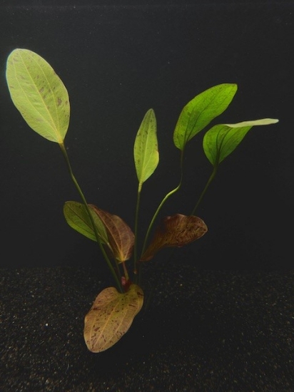Picture of PLANT-OZELOT RED LG- SPECIES: ECHINODORUS OZELOT          