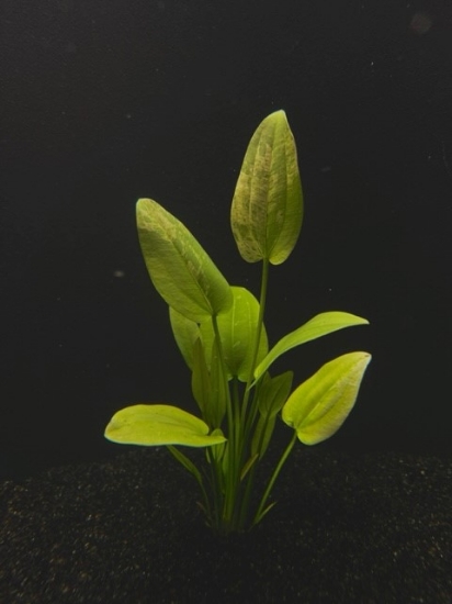 Picture of PLANT-RADICAN MARBLE QUEEN MED SPECIES: ECHINODORUS CORDIFOLIUS   
