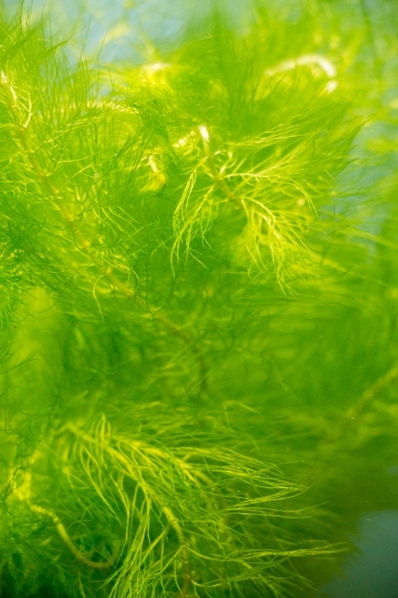 Picture of PLANT-MYRIO GREEN CULTIVATED SPECIES W/LEAD  MYRIOPHYLLUM SPECIES *CANNOT BE SHIPPED TO: AL, CA, CT, ID, IL, ME, MA, MI, NE, NH, NY, OR, VT, WA, WI   